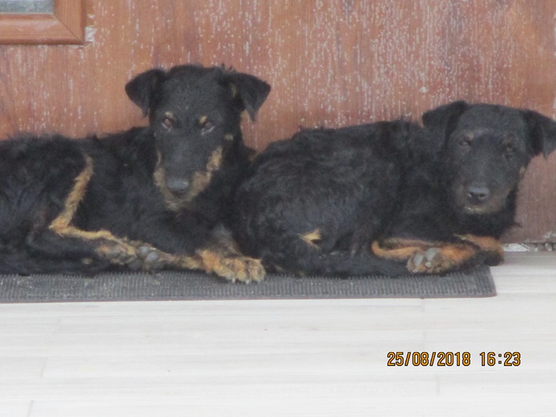 Znaleziono dwa psy w Szczepanowie