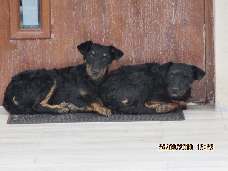 Znaleziono dwa psy w Szczepanowie