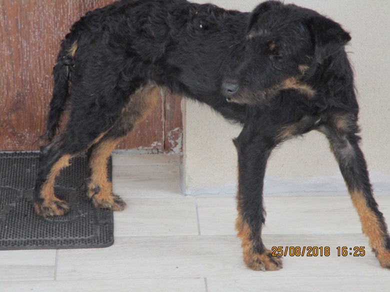 Znaleziono dwa psy w Szczepanowie