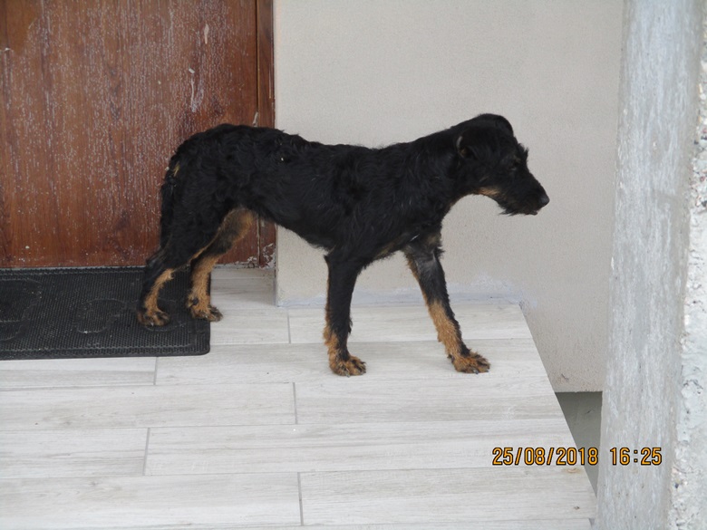 Znaleziono dwa psy w Szczepanowie