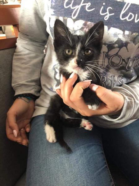 Znaleziony kotek czeka na adopcję