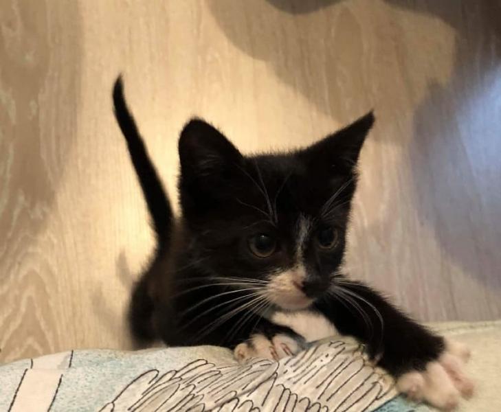 Znaleziony kotek czeka na adopcję