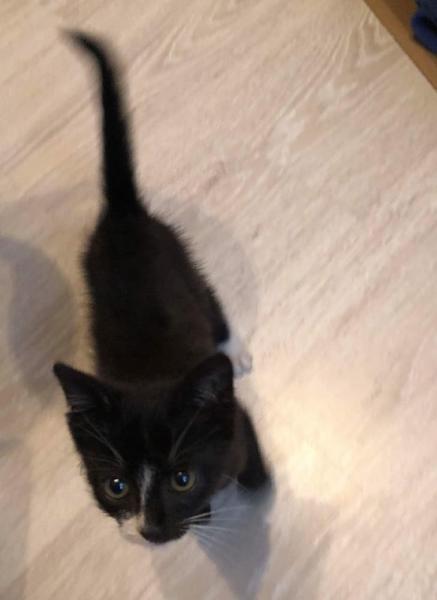 Znaleziony kotek czeka na adopcję