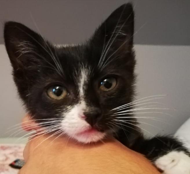 Znaleziony kotek czeka na adopcję