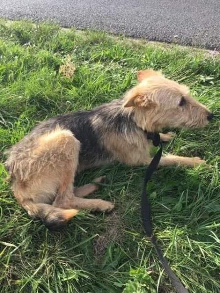 Psy szukają właściciela