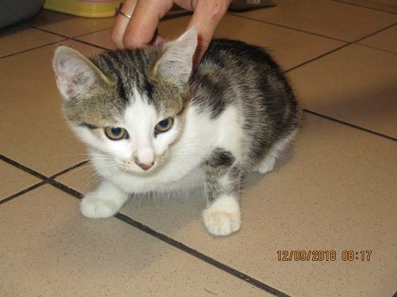 Koty szukają nowego domu