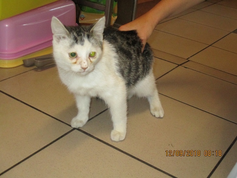 Koty szukają nowego domu