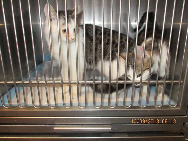 Koty szukają nowego domu