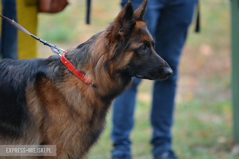 Hubertus 2018 w Gałowie