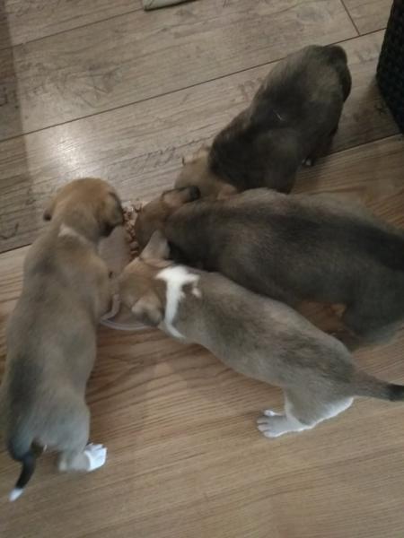 Pieski szukają nowego domu