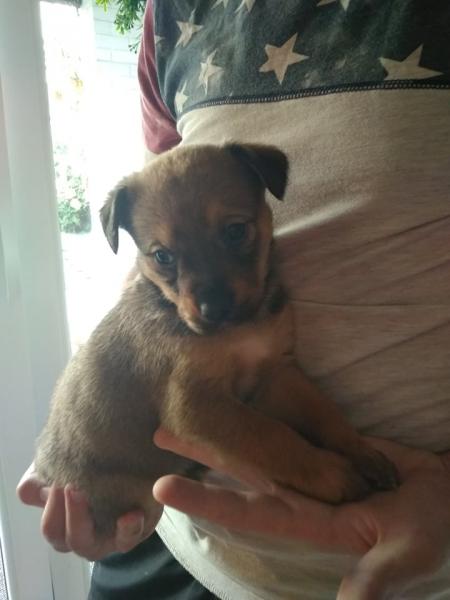 Pieski szukają nowego domu