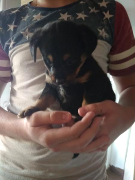 Pieski szukają nowego domu