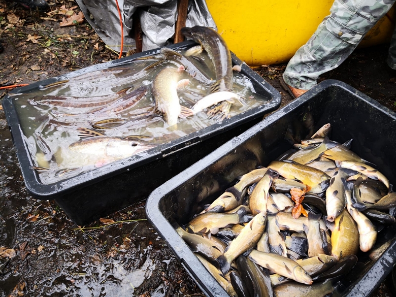 Zarybianie w powiecie średzkim