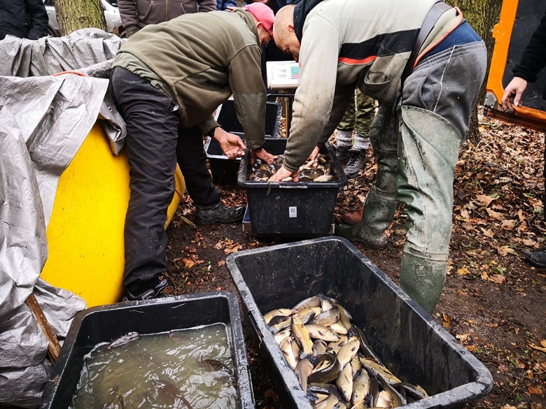 Zarybianie w powiecie średzkim