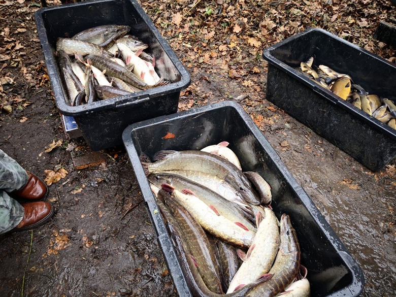 Zarybianie w powiecie średzkim