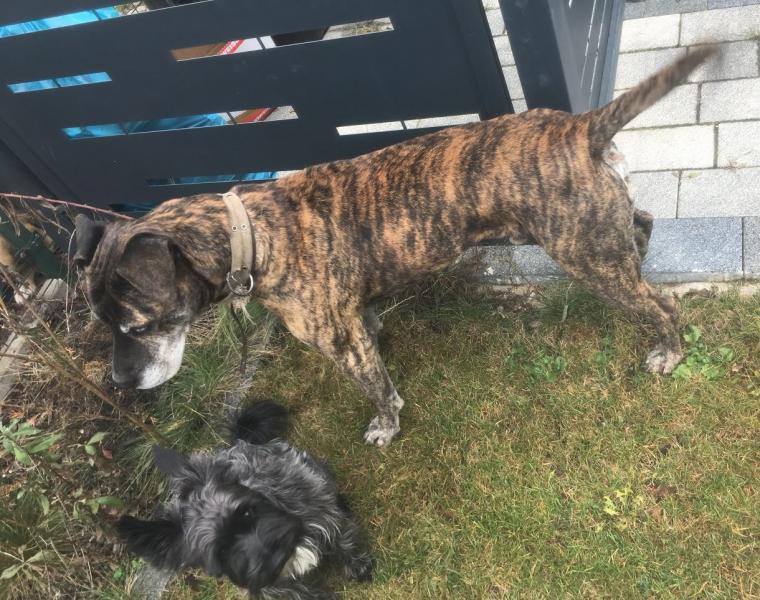 W Wilkszynie znaleziono psa