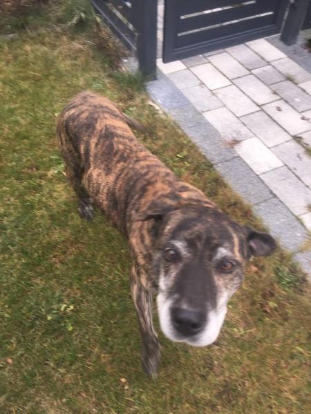 W Wilkszynie znaleziono psa