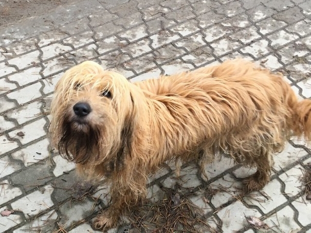 Pies błąka się po Brzezince Średzkiej