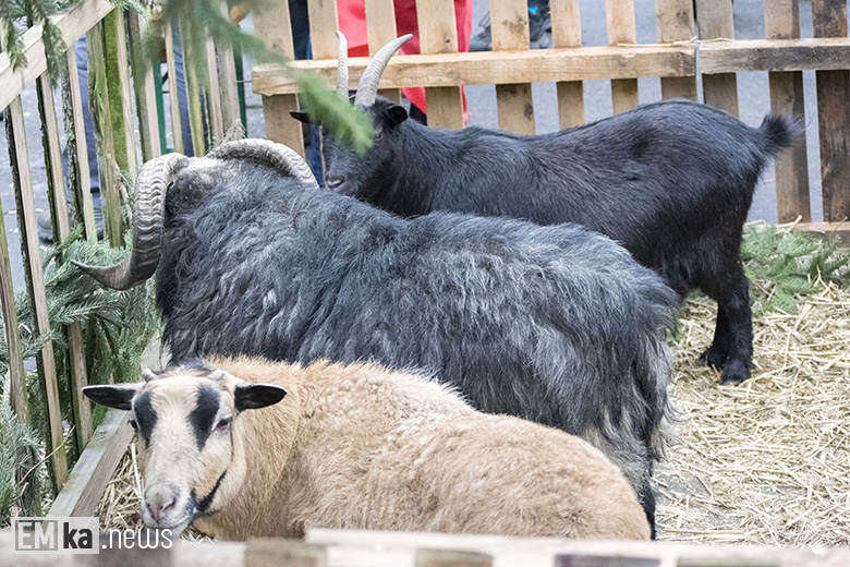Orszak Trzech Króli w Malczycach