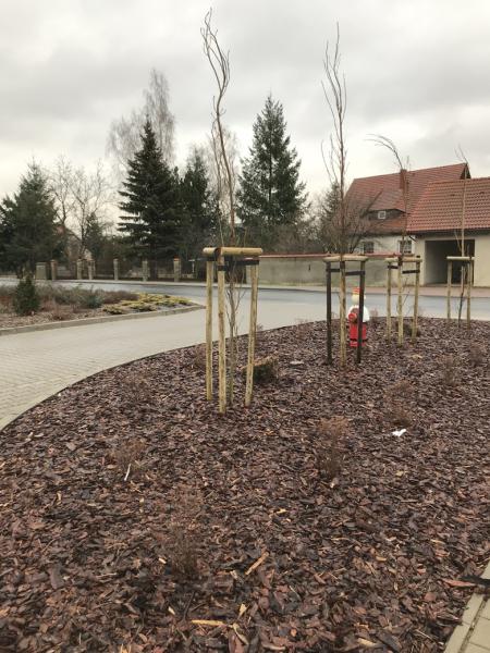 Nowe nasadzenia w Szczepanowie