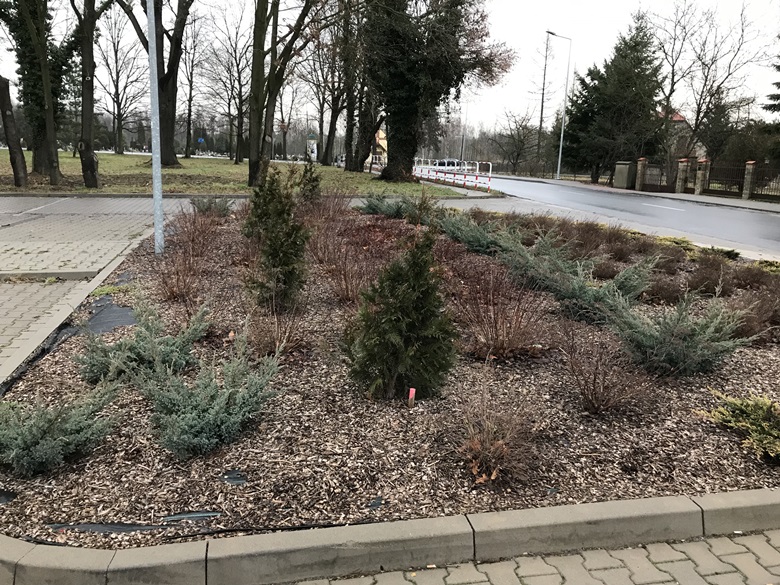 Nowe nasadzenia w Szczepanowie