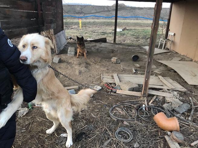 Dwa psy żyły bez budy na kilkunastostopniowym mrozie