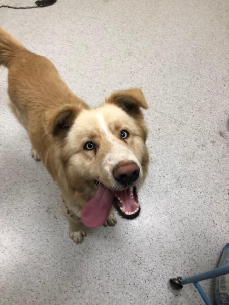 Dwa psy żyły bez budy na kilkunastostopniowym mrozie