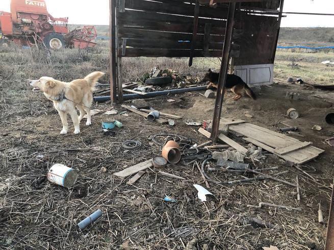 Dwa psy żyły bez budy na kilkunastostopniowym mrozie