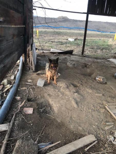 Dwa psy żyły bez budy na kilkunastostopniowym mrozie