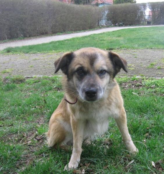 Znaleziono psa na terenie gminy Miękinia