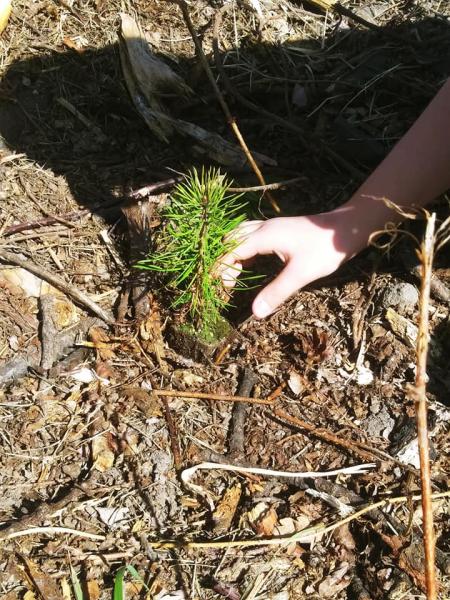 Sadzenie lasu we Wróblowicach