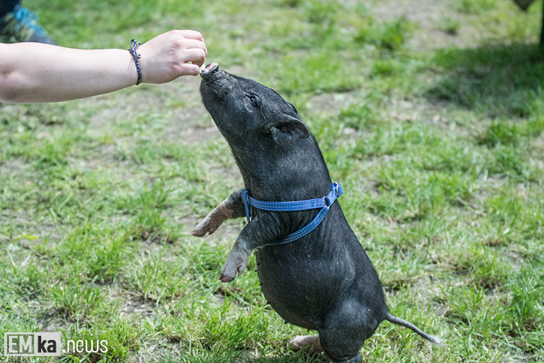 Powiatowy Dzień Dziecka