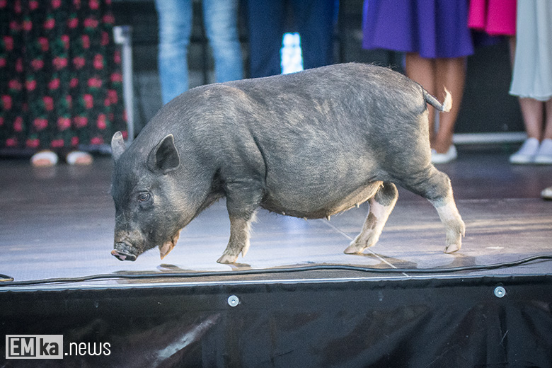Dożynki gminne w Zakrzowie