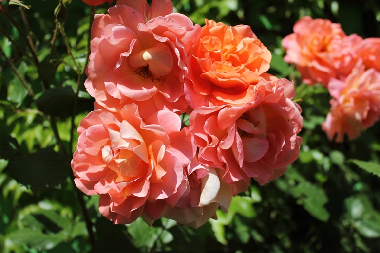 Ogród Kariny i Marka