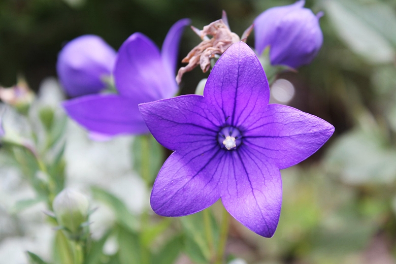 Ogród Kariny i Marka