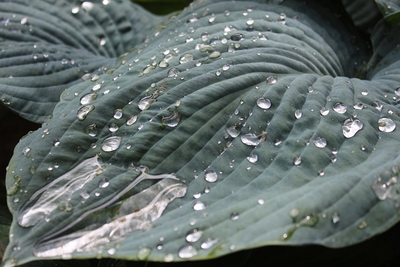 Ogród Kariny i Marka