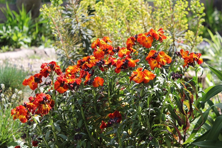 Ogród Kariny i Marka