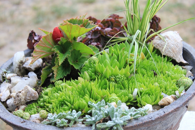 Ogród Kariny i Marka