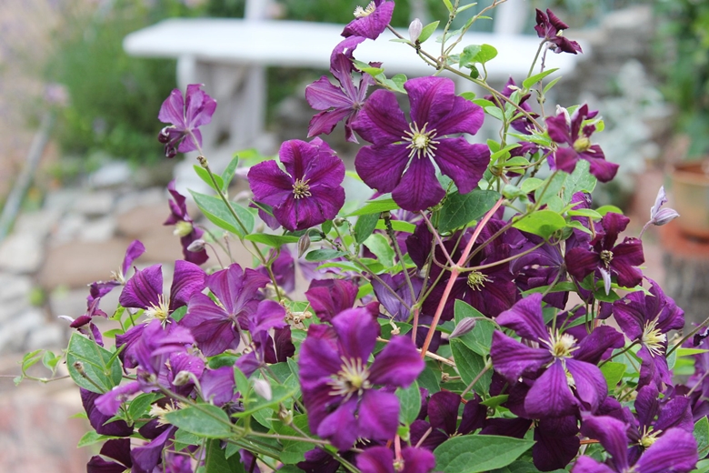 Ogród Kariny i Marka