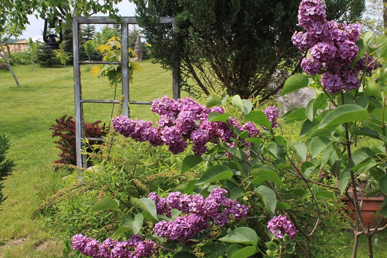 Ogród Kariny i Marka