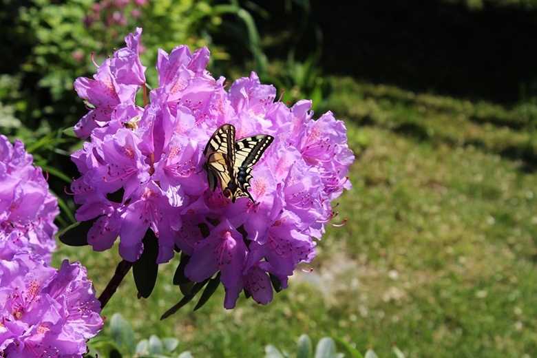 Ogród Kariny i Marka