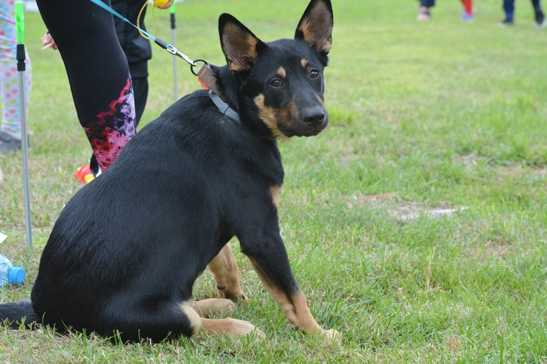 Gałowskie Targowisko ma być imprezą cykliczną