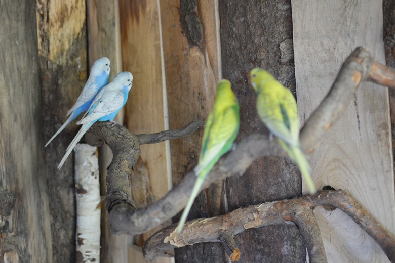 Jarosław 24 - ogród Kariny i Marka Jagieło