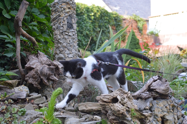 Jarosław 24 - ogród Kariny i Marka Jagieło