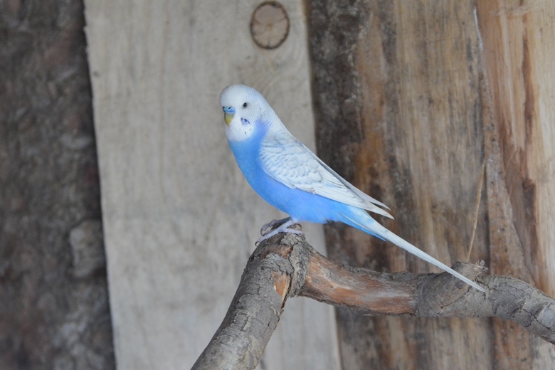 Jarosław 24 - ogród Kariny i Marka Jagieło