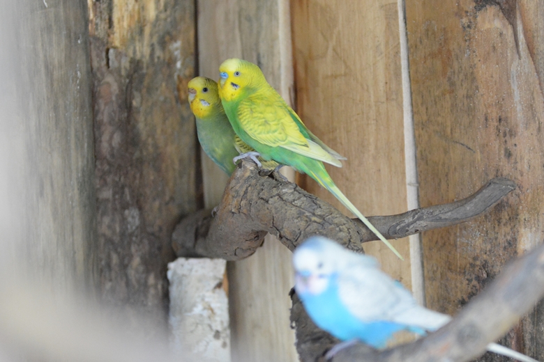 Jarosław 24 - ogród Kariny i Marka Jagieło