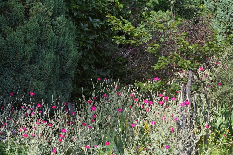 Jarosław 24 - ogród Kariny i Marka Jagieło