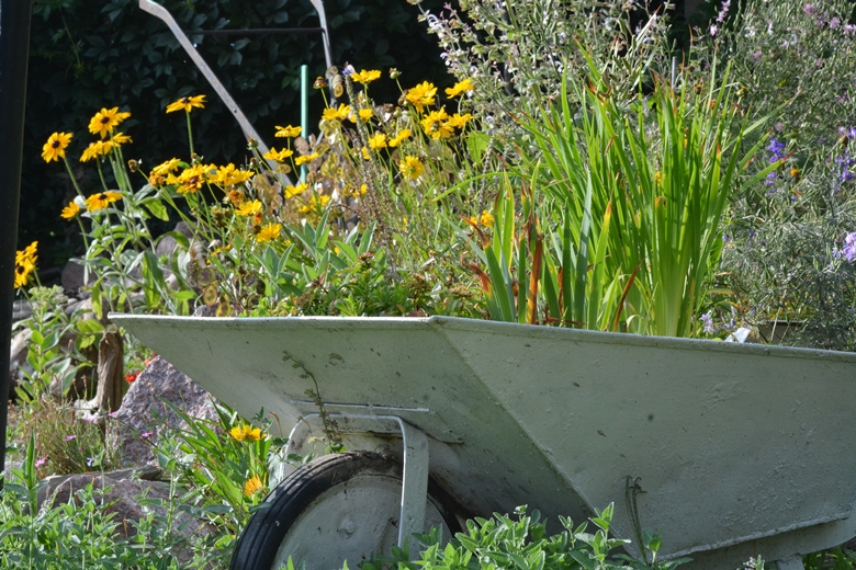 Jarosław 24 - ogród Kariny i Marka Jagieło