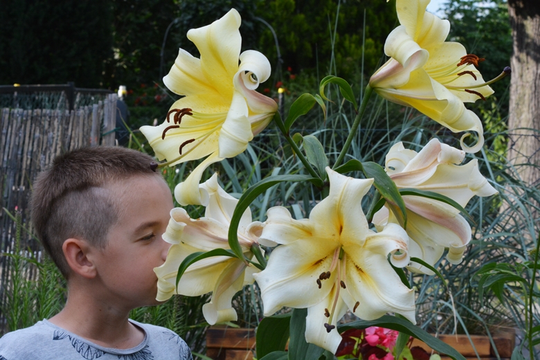 Jarosław 24 - ogród Kariny i Marka Jagieło