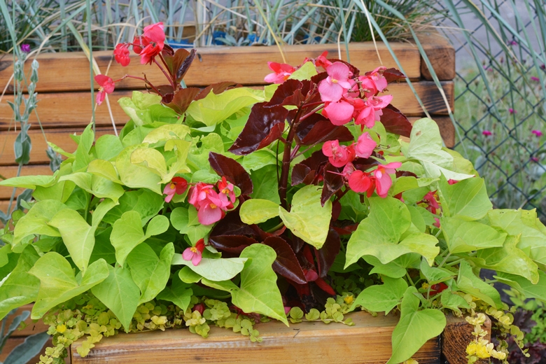 Jarosław 24 - ogród Kariny i Marka Jagieło